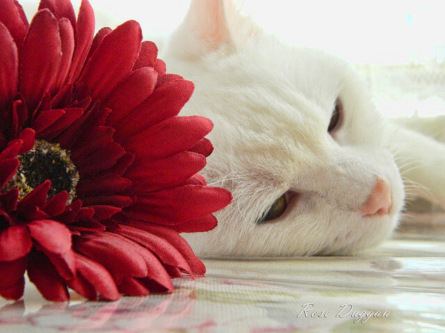 中国女足迎战世界杯预选赛 跌宕剧情引热议,中国女足世预赛战绩