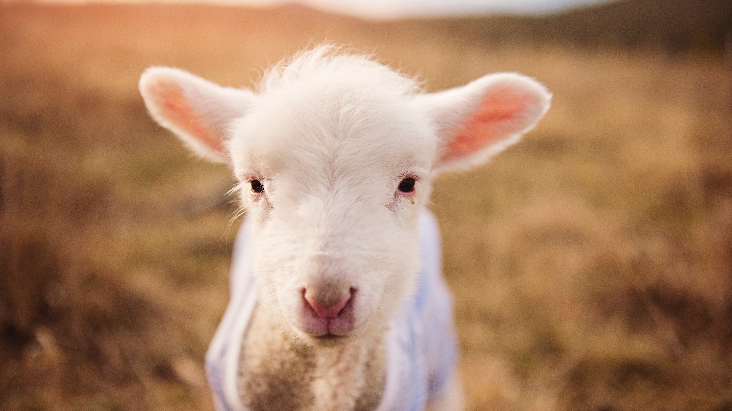 中国男篮多样化战术运用成效显著,中国男篮面临一个可怕的对手