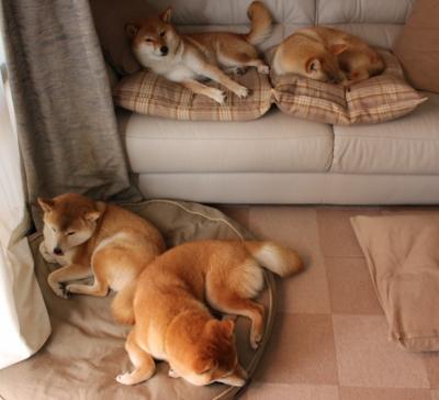 广东队外线防守延误策略限制对方组织效率，广东队外援最新消息