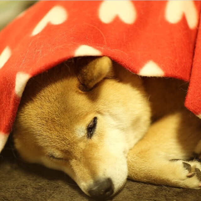 数据显示：蝶泳选手高频换气反致配速下降，蝶泳如何呼吸换气