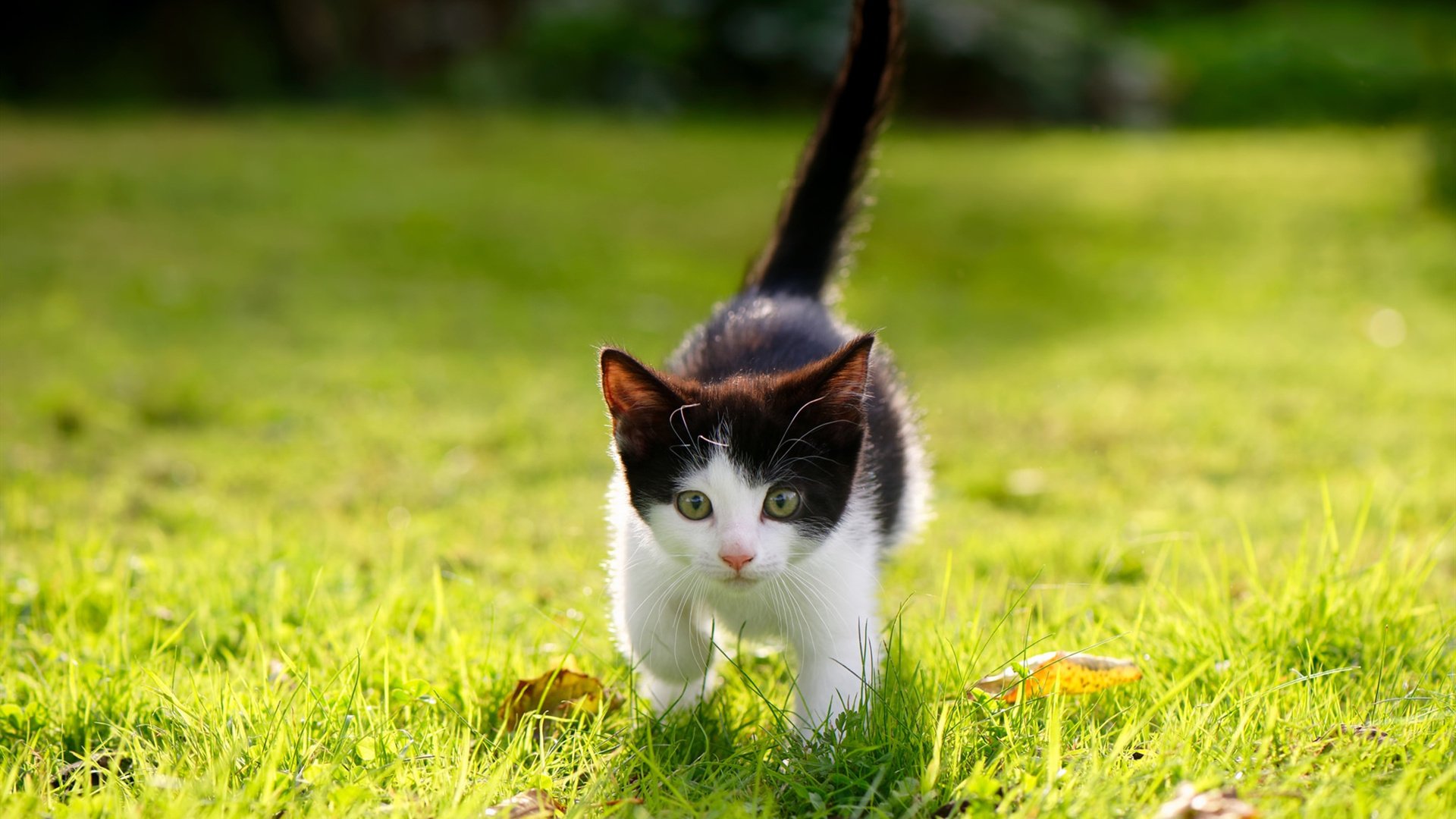 新疆男篮内部竞争激烈激发球员最大潜能，新疆男篮现状