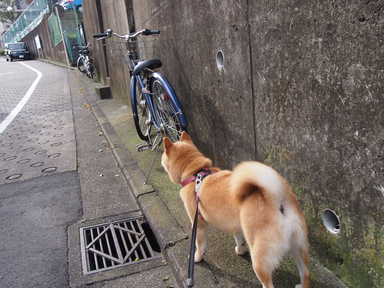 职业联赛缺乏防止人才流失的反哺体系