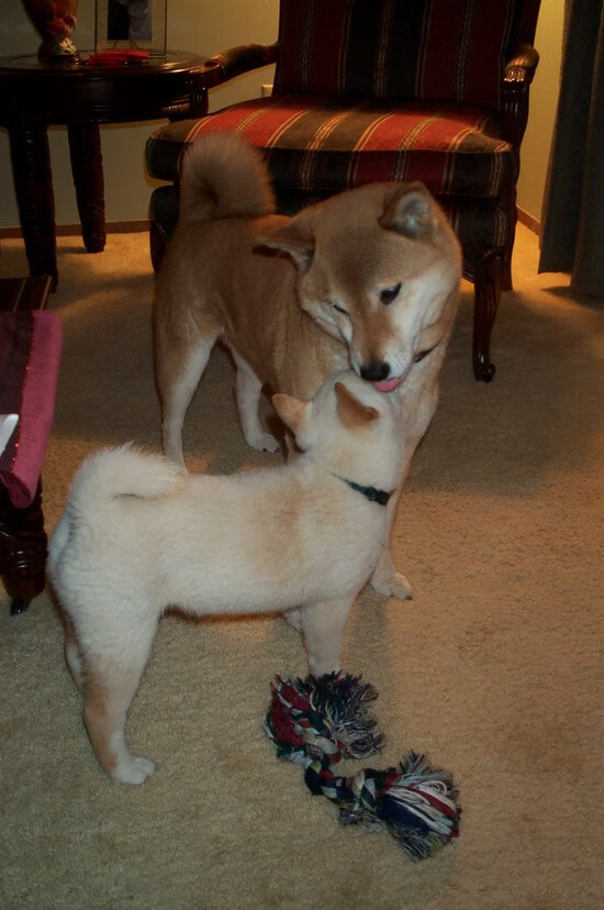 联盟最具压迫感的防守组合分析，联盟防守效率球队排名