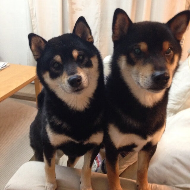 仰泳选手状态正佳助波兰夺分，仰泳高手视频欣赏